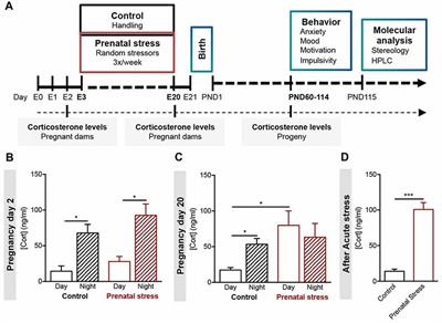 Mild Prenatal Stress Causes Emotional and Brain Structural Modifications in Rats of Both Sexes